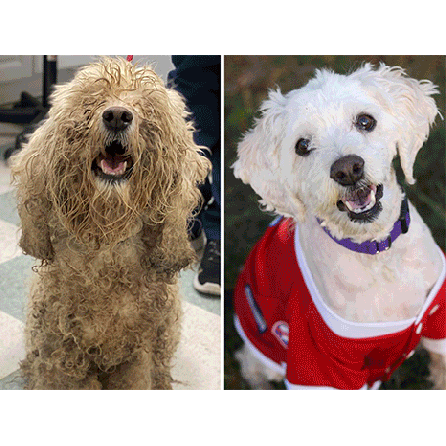 AMERICA’S 10 MOST AMAZING SHELTER DOG MAKEOVERS UNLEASHED