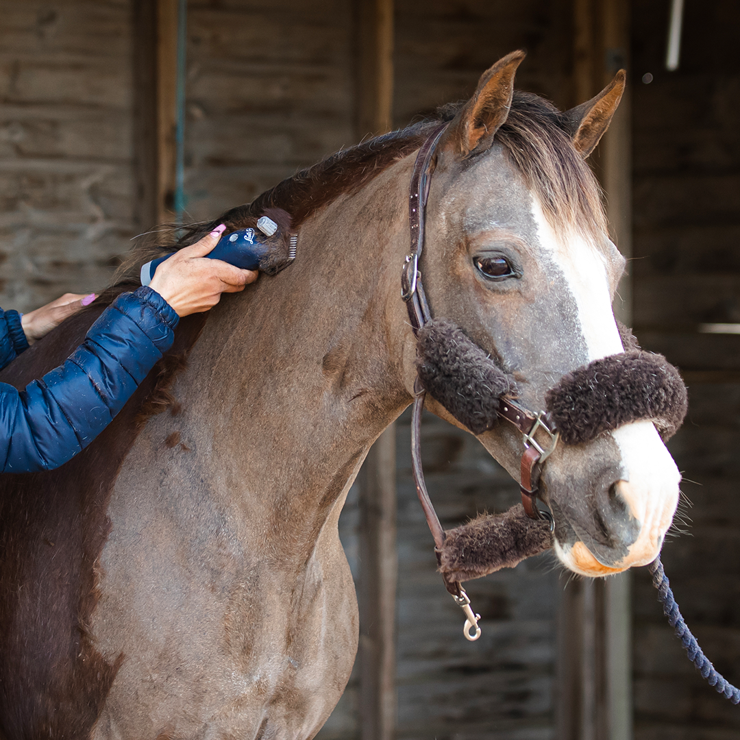 Tondeuse Cheval Eclipse Sans Fil - Lister Wahl