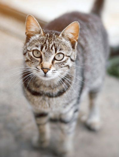 Gray striped cat looking into the camera