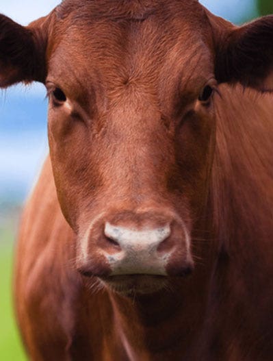 Close up photo of cattle in a field