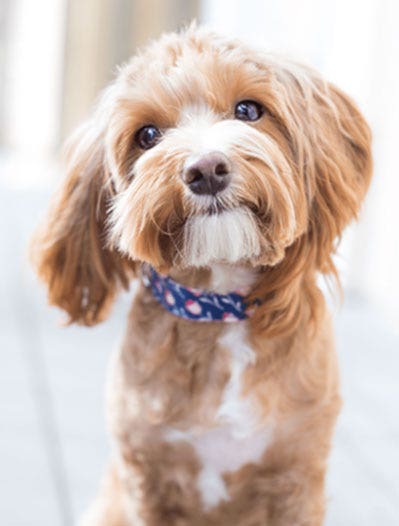 Small dog with head tilting