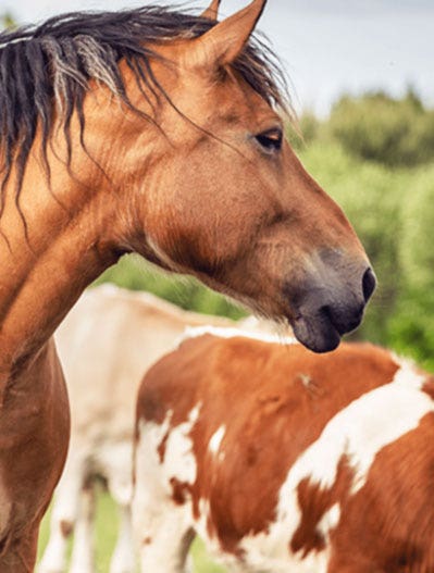 Horse in a field