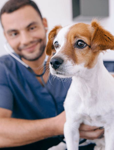 A vet tech checks a dog's heart beat 